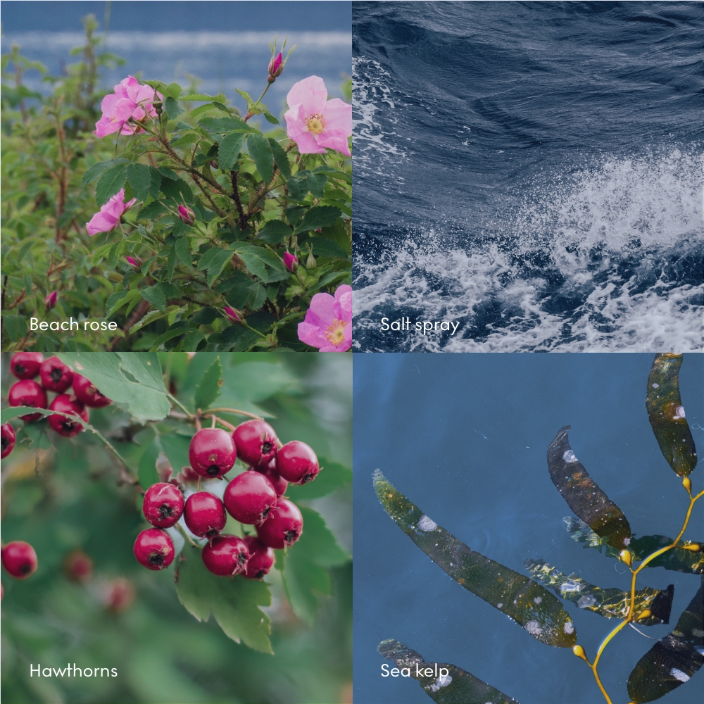 ssHAV_0_Scent note.jpg