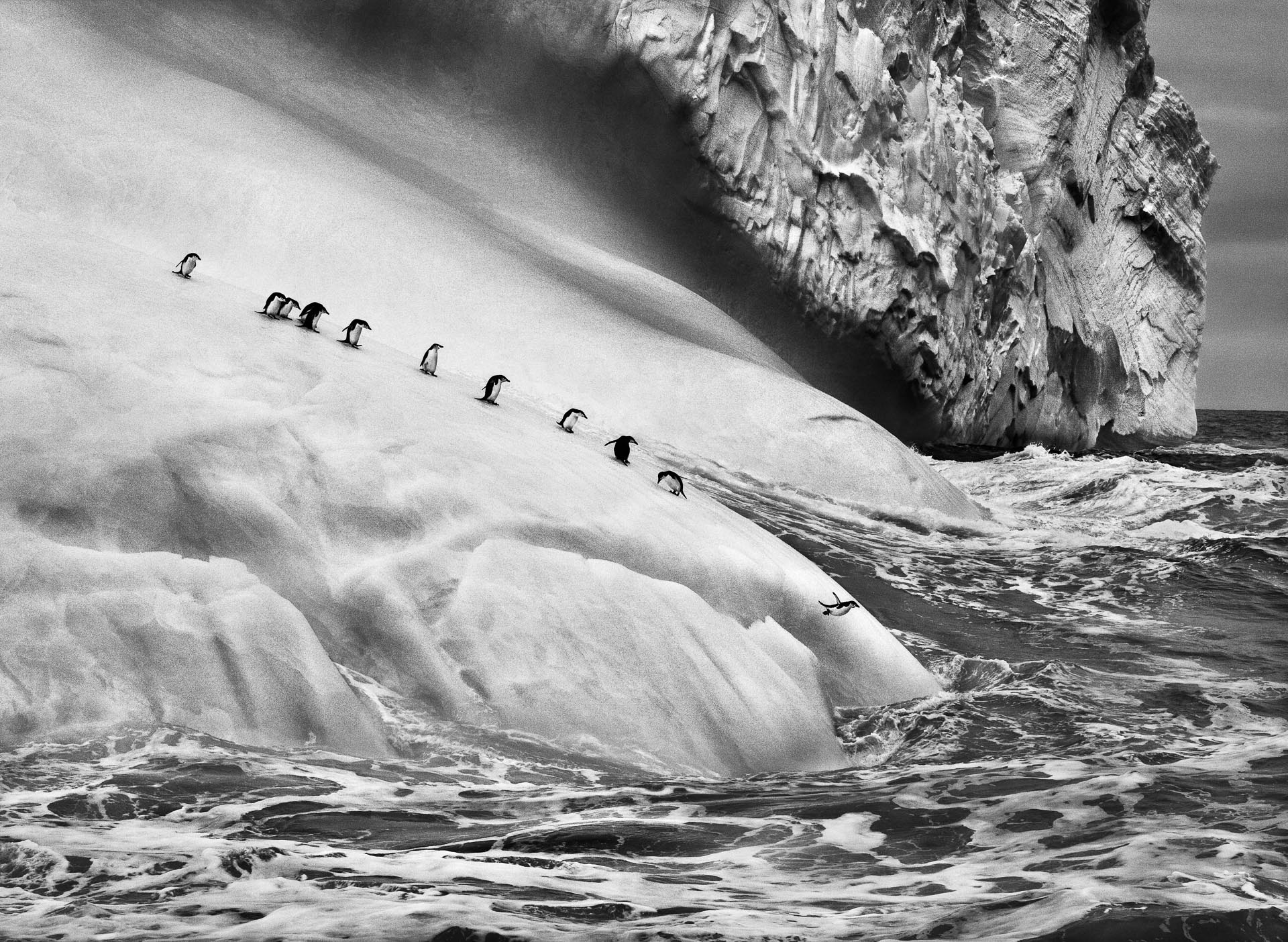 Chinstrap penguins on an iceberg located between Zavodovski and Visokoi islands, South Sandwich lslands, Genesis, 2009 © Sebastião Salgado.jpg