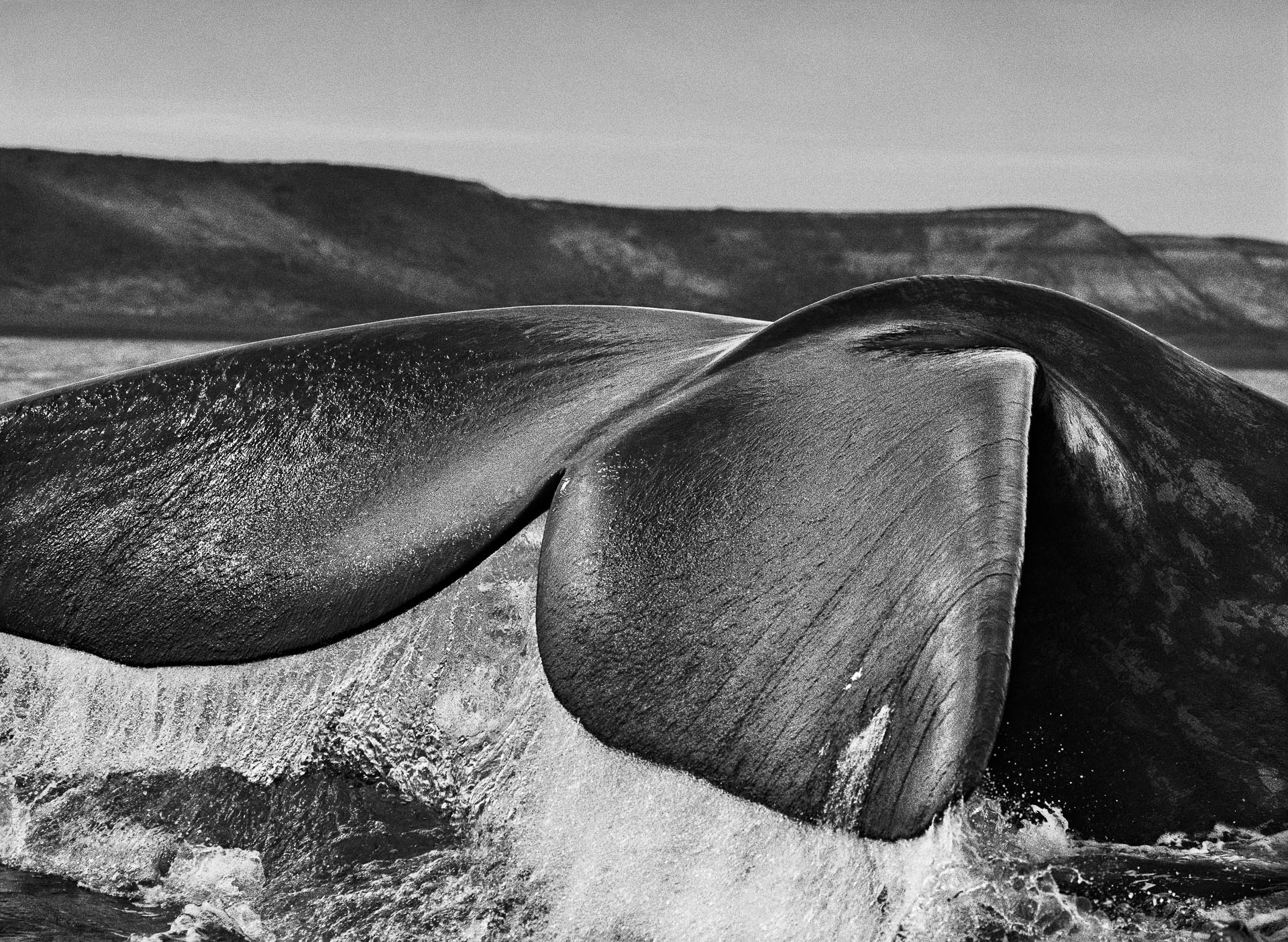 Southern right whale. Valdés Peninsula. Argentina, Genesis, 2004 © Sebastião Salgado.jpg